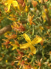 Hypericum triquetrifolium