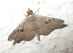 Rhesala moestalis