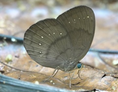 Faunis canens arcesilas