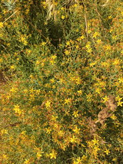 Hypericum triquetrifolium