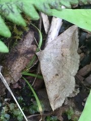 Blasticorhinus unduligera