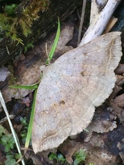 Blasticorhinus unduligera