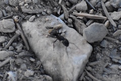 Camponotus modoc