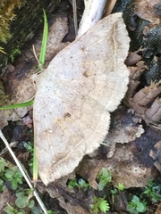 Blasticorhinus unduligera