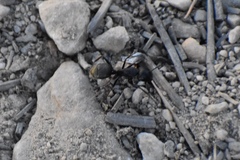 Camponotus modoc