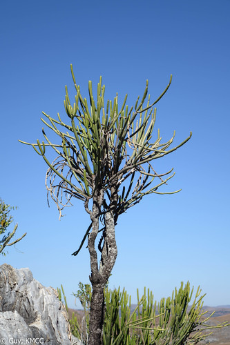 Euphorbia alluaudii