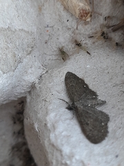 Eupithecia tripunctaria