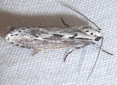 Ethmia semitenebrella