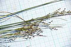 Juncus gracillimus