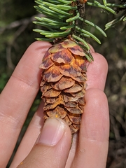 Rossmanomyces pyrolae