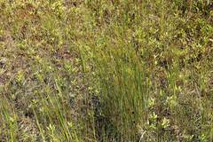 Juncus gracillimus
