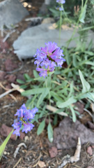 Penstemon euglaucus