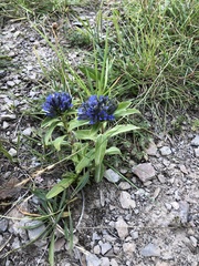 Gentiana cruciata cruciata