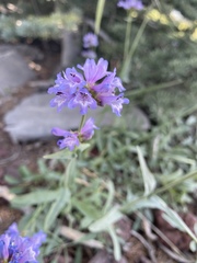 Penstemon euglaucus