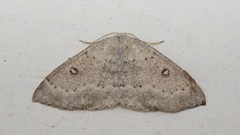 Cyclophora albipunctata