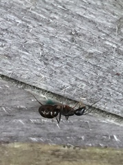 Camponotus kiusiuensis