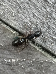 Camponotus kiusiuensis