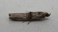 Nephopterix angustella