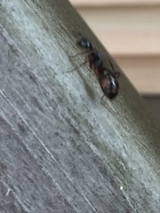 Camponotus kiusiuensis