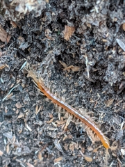 Scolopocryptops gracilis