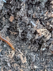 Scolopocryptops gracilis