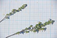 Euphrasia maximowiczii