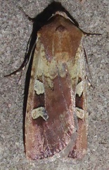 Euxoa basalis