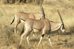 Oryx beisa beisa