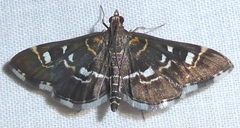 Diathrausta harlequinalis