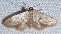 Idaea bonifata