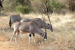 Oryx beisa beisa