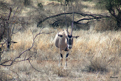 Oryx beisa beisa