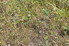 Euphrasia maximowiczii