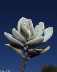Kalanchoe tomentosa