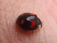 Harmonia axyridis