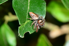 Opisthoncus nigrofemoratus