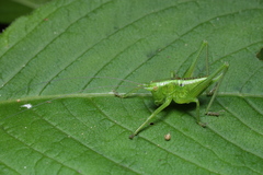 Tettigonia