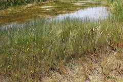 Deschampsia