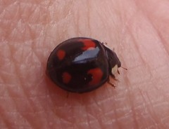 Harmonia axyridis
