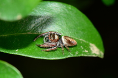 Opisthoncus nigrofemoratus