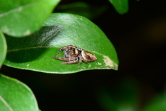 Opisthoncus nigrofemoratus