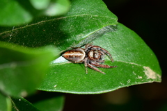 Opisthoncus nigrofemoratus