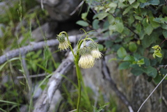 Cirsium erisithales