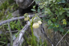 Cirsium erisithales