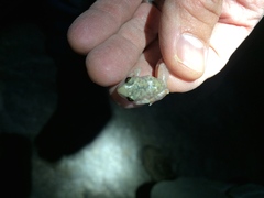 Eleutherodactylus marnockii