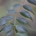 Syzygium luehmannii - Photo (c) Orlando Bonney, algunos derechos reservados (CC BY-NC), uploaded by Orlando Bonney