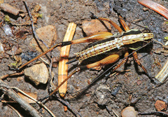 Hypsopedes kurentzovi