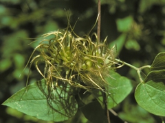 Clematis morefieldii