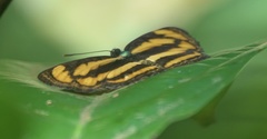 Pantoporia paraka