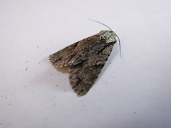 Acronicta psi
